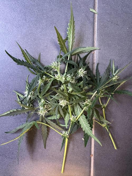 Sour Jealousy Auto. Week 6 - notwendiges Blütengrab