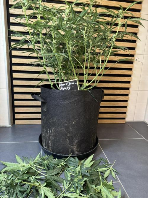 Sour Jealousy Auto. Week 6