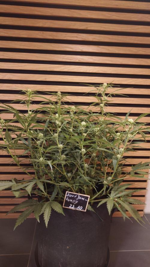 Sour Jealousy Auto. Week 6