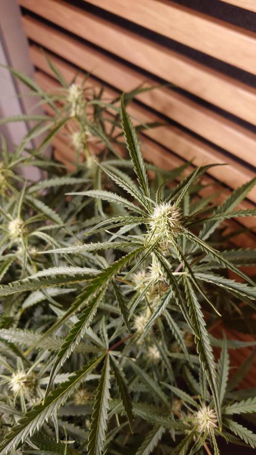 Sour Jealousy Auto. Week 6