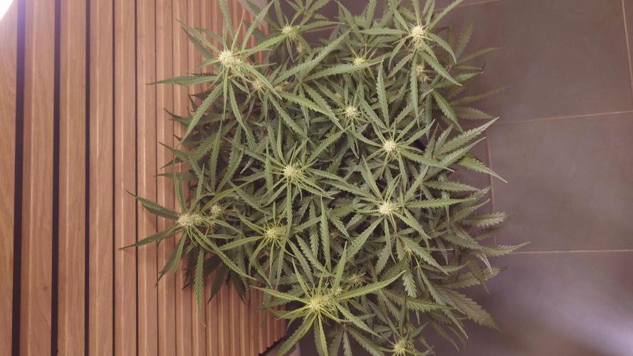 Sour Jealousy Auto. Week 6