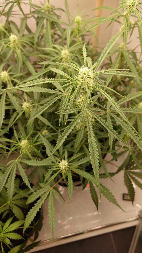 Sour Jealousy Auto. Week 6 - what a pretty