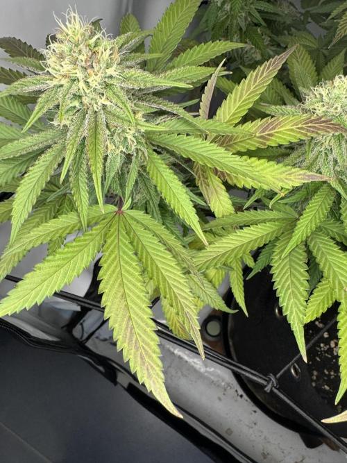 Sex Bud Photo. Week 18 - Hurra.... wir purpeln..... :-)