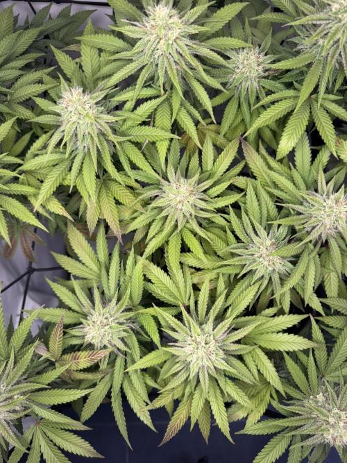 Sex Bud Photo. Week 18