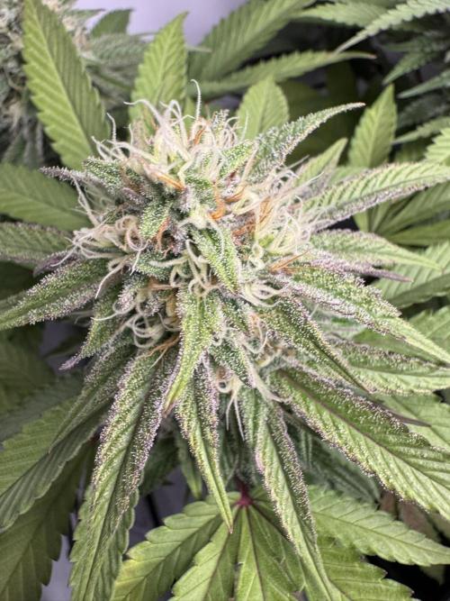 Sex Bud Photo. Week 18 - beauty bud