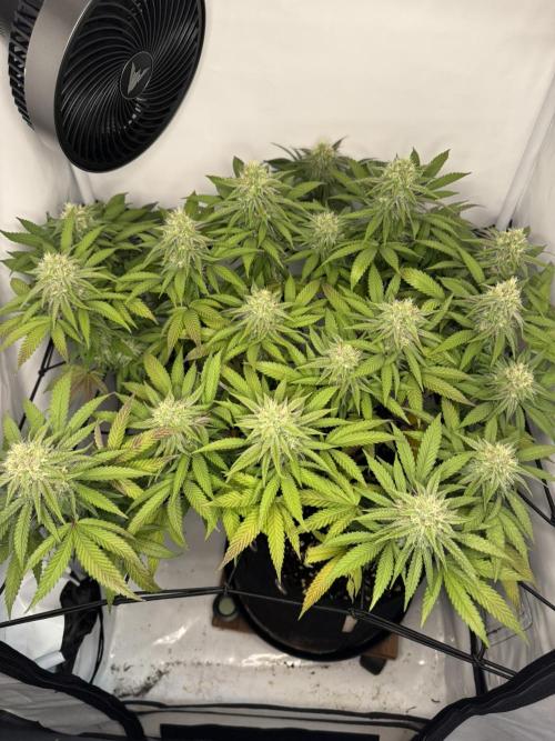 Sex Bud Photo. Week 18