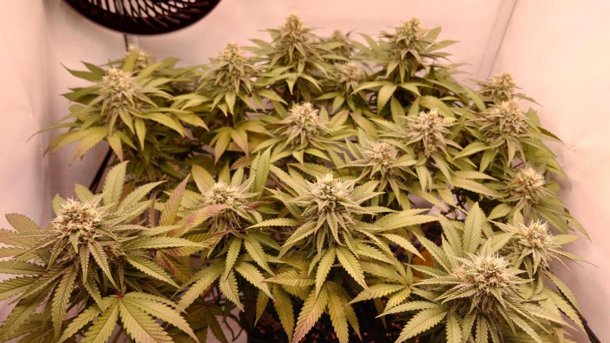 Sex Bud Photo. Week 18