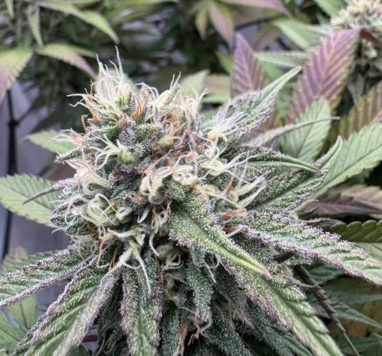 Sex Bud Photo. Week 18 - Zwischenupdate, dritter Tag nach Wochenstart:
purpeln geht weiter