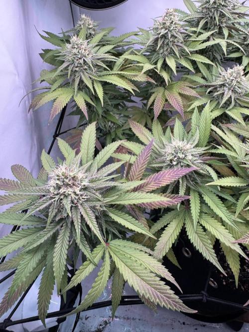 Sex Bud Photo. Week 18 - Zwischenupdate, dritter Tag nach Wochenstart:
purpeln geht weiter