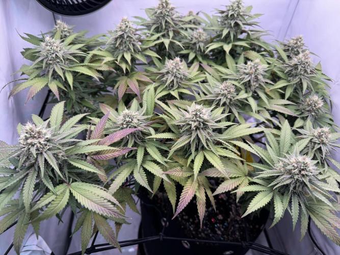 Sex Bud Photo. Week 18 - Zwischenupdate, dritter Tag nach Wochenstart:
purpeln geht weiter