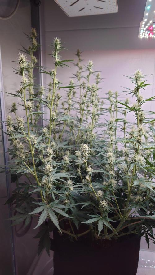 Skywalker OG Auto Indoor. Week 6 - Zwischenupdate 3 Tage nach Wochenstart