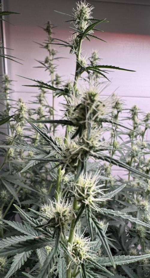 Skywalker OG Auto Indoor. Week 6 - Zwischenupdate nach Wochenstart: Sie sieht aus wie eine Perlenkette.