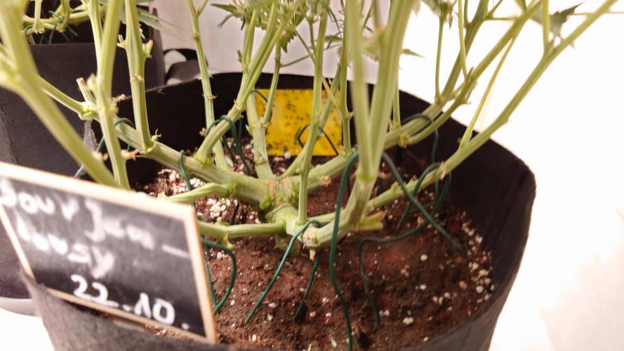 Sour Jealousy Auto. Week 6 - Pflanzenyoga