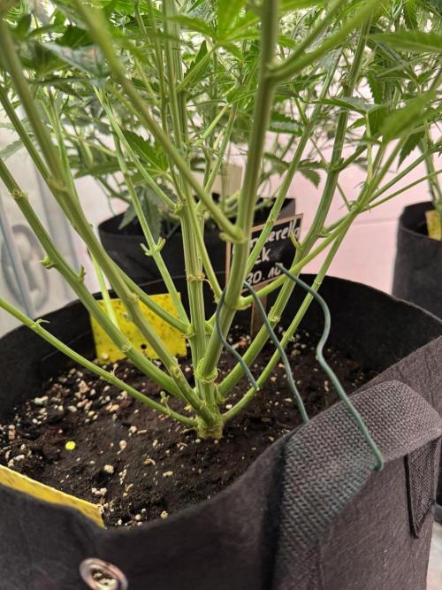 Cinderella Jack (Auto). Week 5 - 3 Tage nach Wochenstart