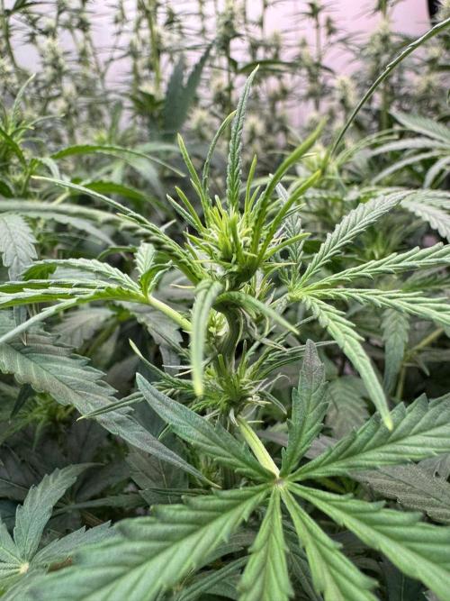 Cinderella Jack (Auto). Week 5 - schlanke, dünne Blätter