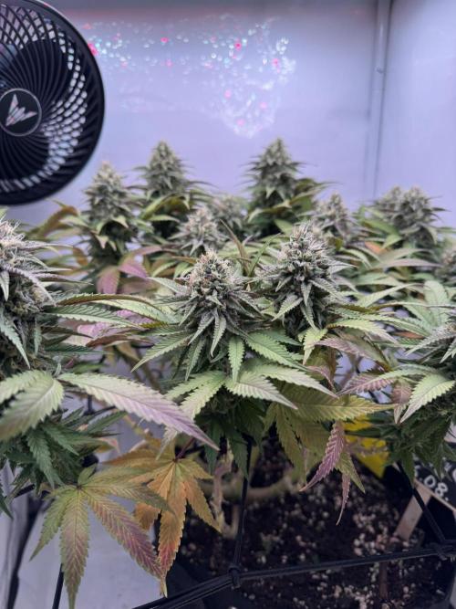 Sex Bud Photo. Week 19