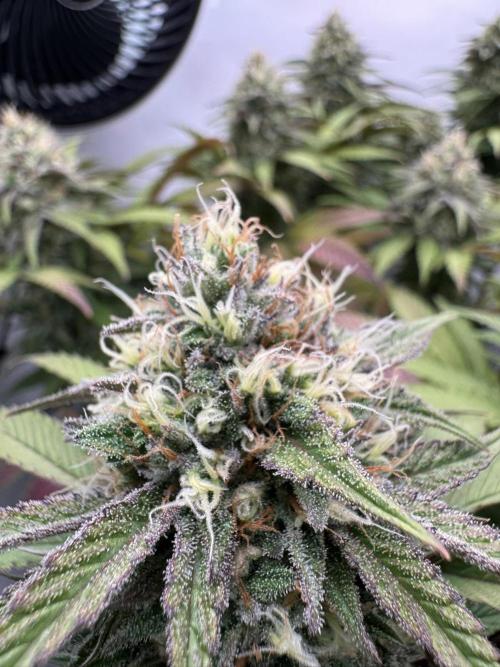 Sex Bud Photo. Week 19