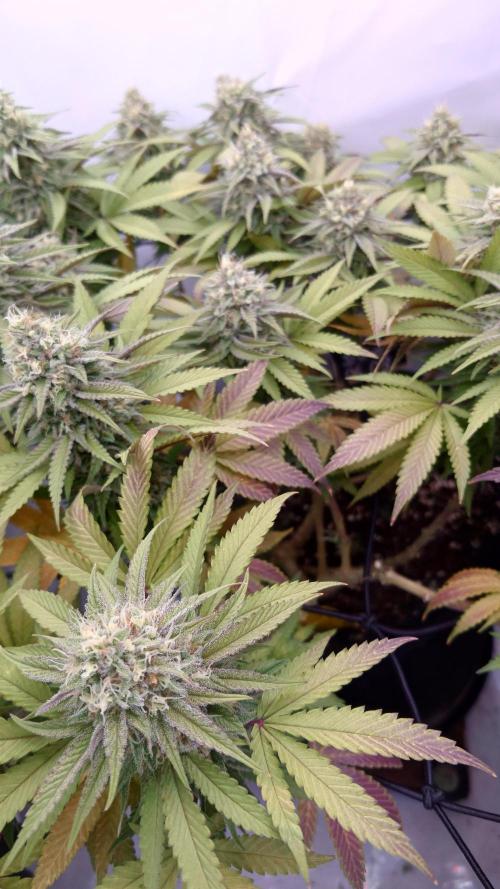 Sex Bud Photo. Week 19