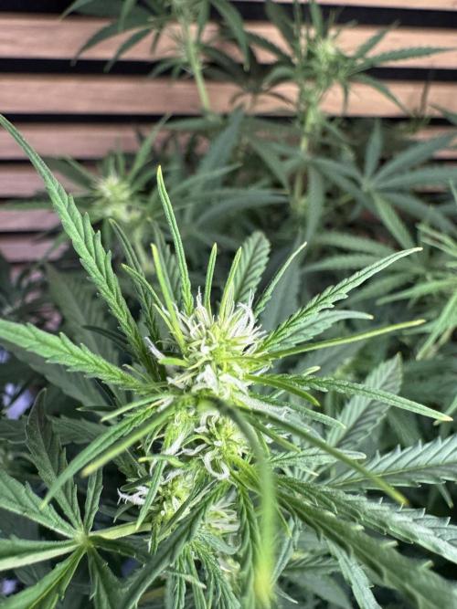 Cinderella Jack (Auto). Week 6