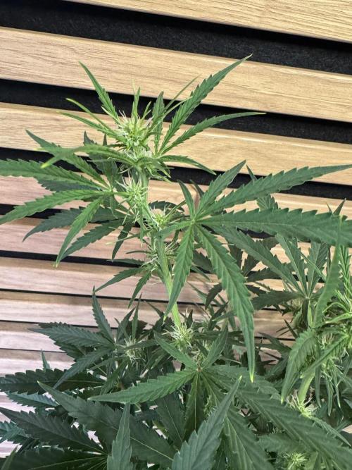 Cinderella Jack (Auto). Week 6