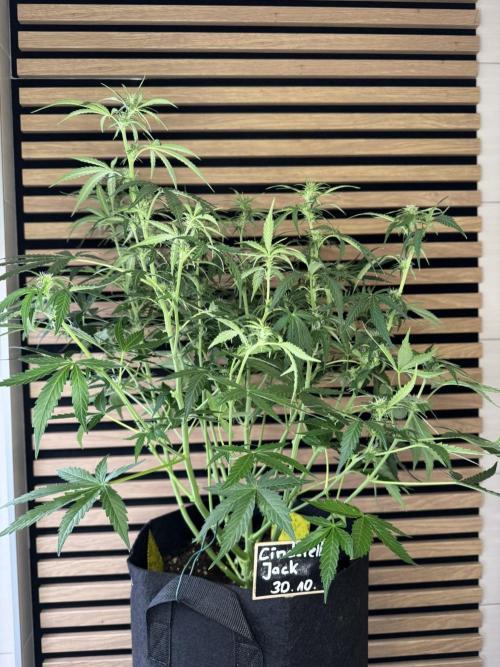 Cinderella Jack (Auto). Week 6