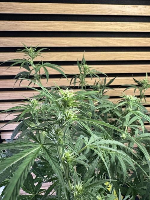 Cinderella Jack (Auto). Week 6