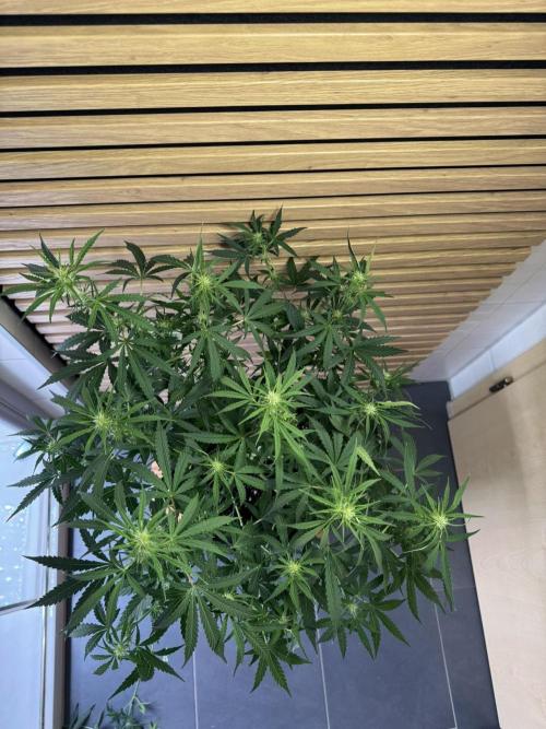 Cinderella Jack (Auto). Week 6