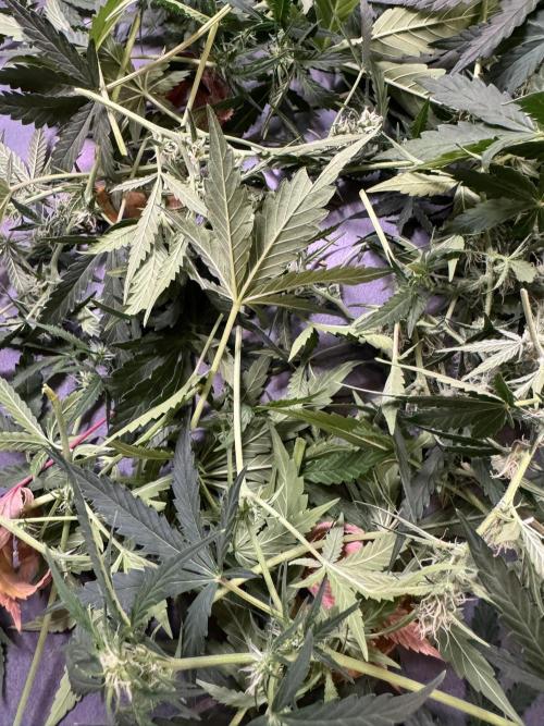 Cinderella Jack (Auto). Week 6