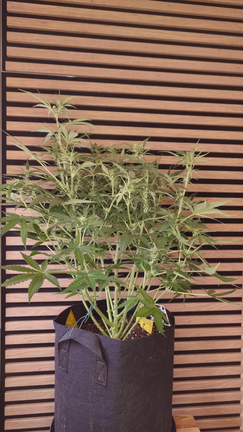 Cinderella Jack (Auto). Week 6