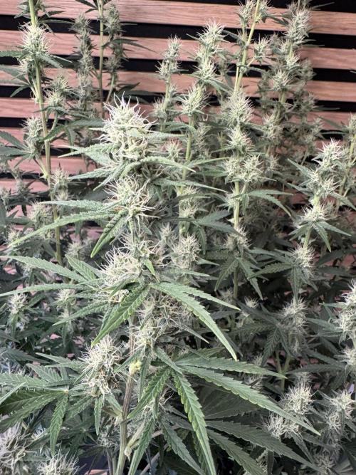 Skywalker OG Auto Indoor. Week 7