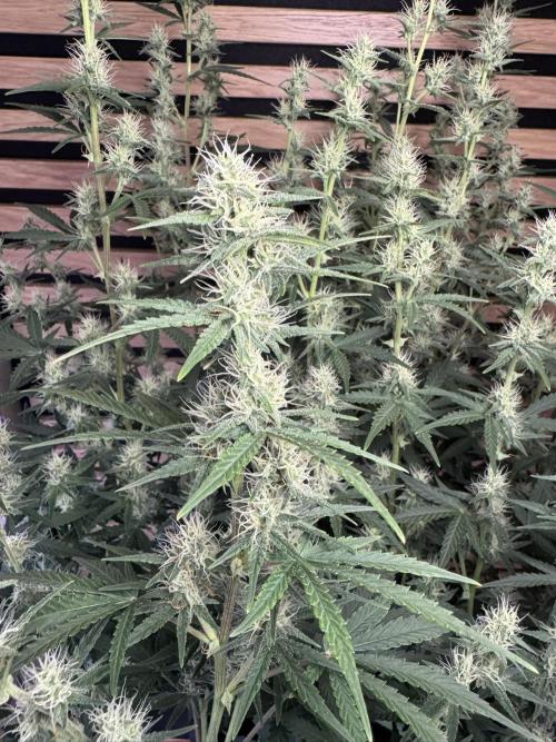 Skywalker OG Auto Indoor. Week 7