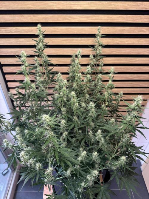 Skywalker OG Auto Indoor. Week 7