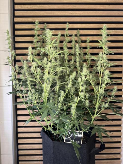 Skywalker OG Auto Indoor. Week 7