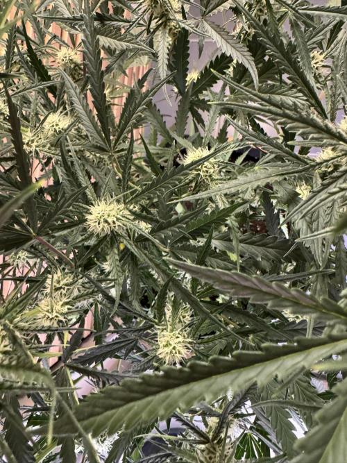 Sour Jealousy Auto. Week 7