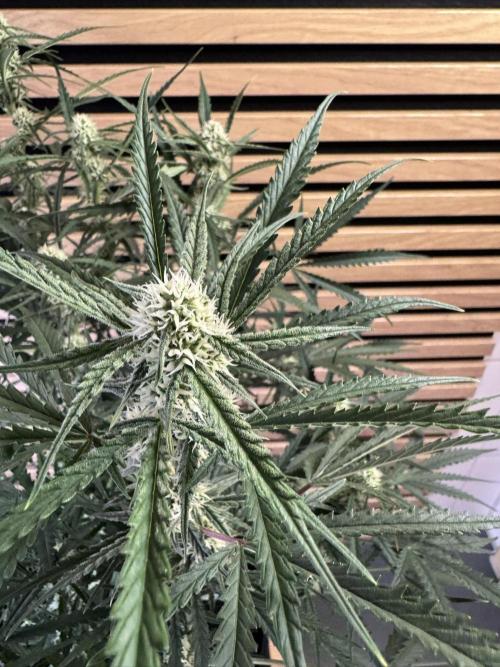 Sour Jealousy Auto. Week 7