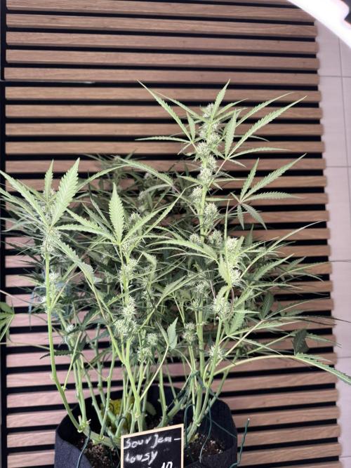 Sour Jealousy Auto. Week 7