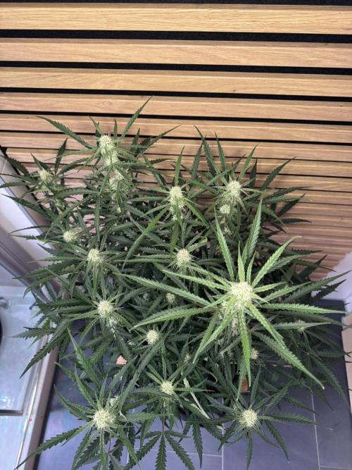 Sour Jealousy Auto. Week 7