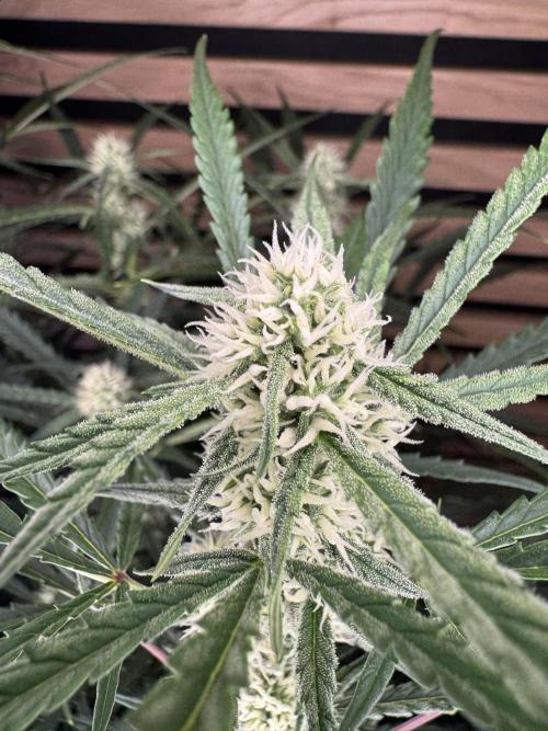 Sour Jealousy Auto. Week 7