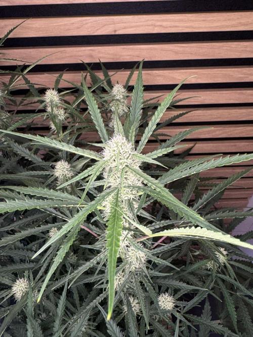 Sour Jealousy Auto. Week 7