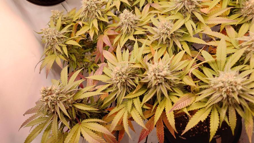 Sex Bud Photo. Week 19