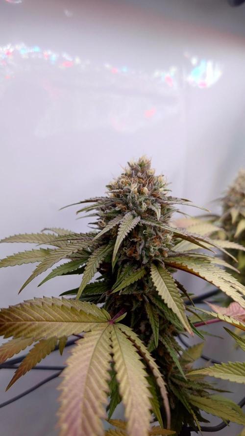 Sex Bud Photo. Week 20