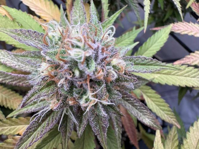 Sex Bud Photo. Week 20 - Beauty Bud 