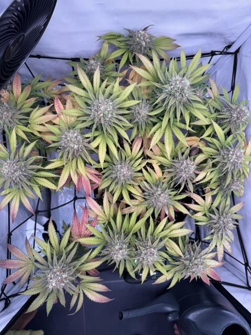 Sex Bud Photo. Week 20