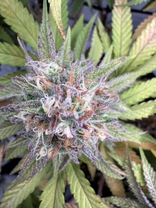 Sex Bud Photo. Week 20