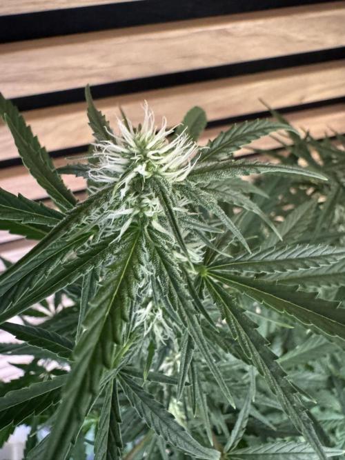 Cinderella Jack (Auto). Week 7