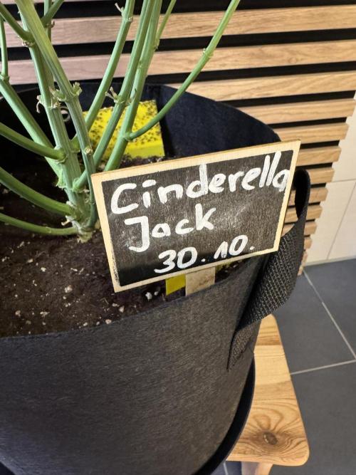 Cinderella Jack (Auto). Week 7 - untrainiert