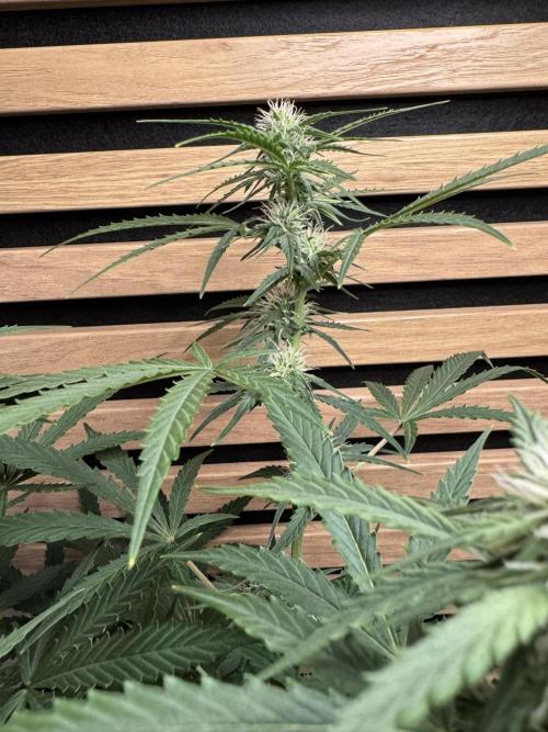 Cinderella Jack (Auto). Week 7