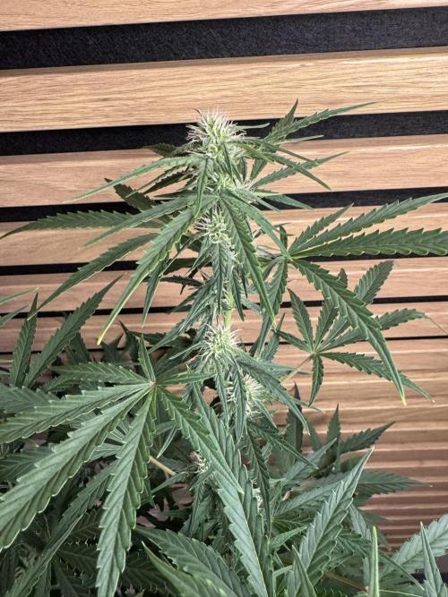 Cinderella Jack (Auto). Week 7 - streck Dich Bud ^^