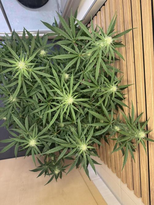 Cinderella Jack (Auto). Week 7