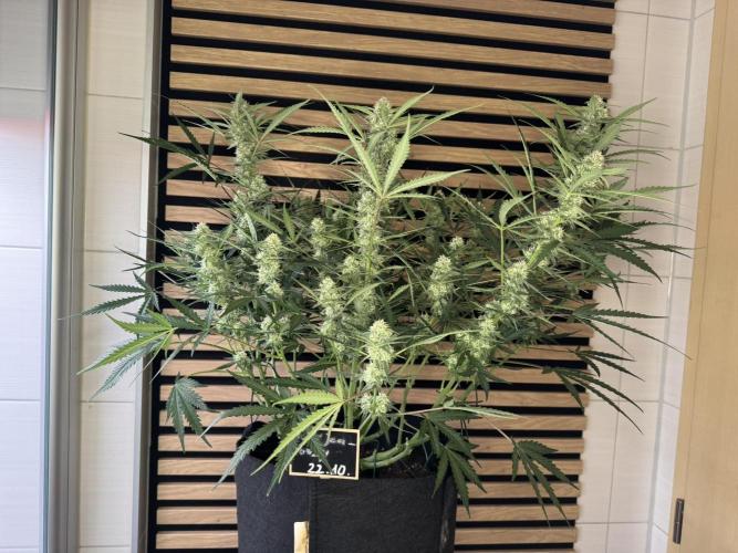 Sour Jealousy Auto. Week 8